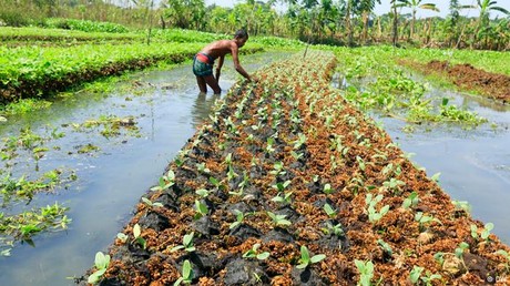 Floating Garden in Bangladesh