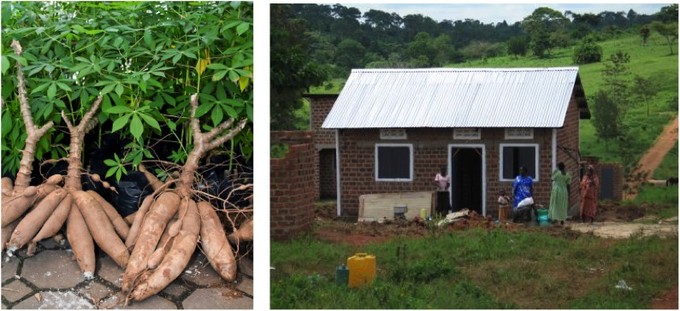 cassava plants and Ugandan home