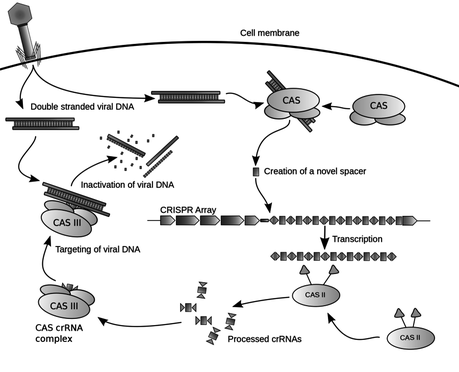 CRISPR